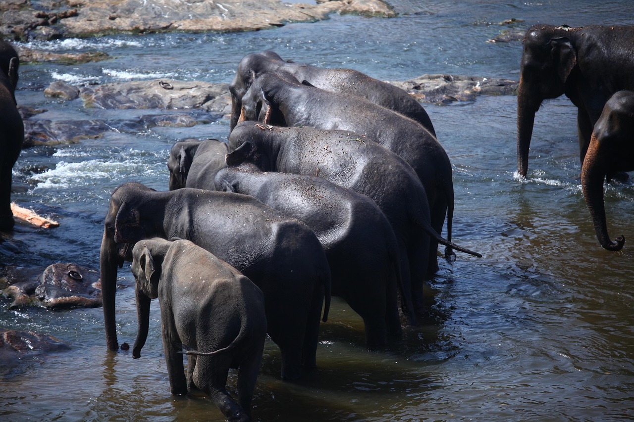 srilanka srilanka