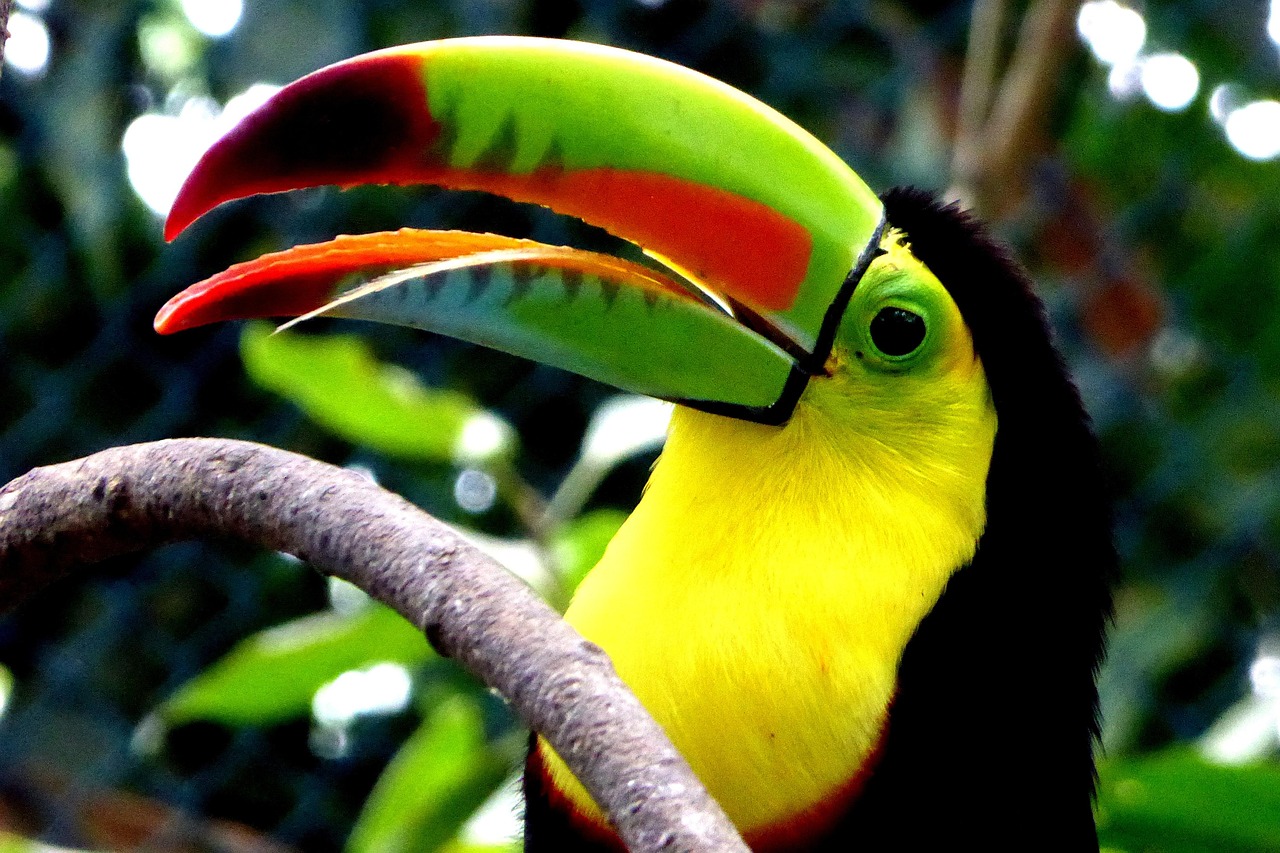 tucano colombia